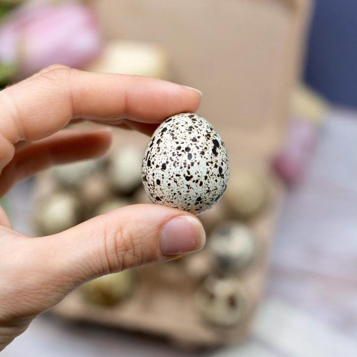 Gender Reveal Egg - Birdalay